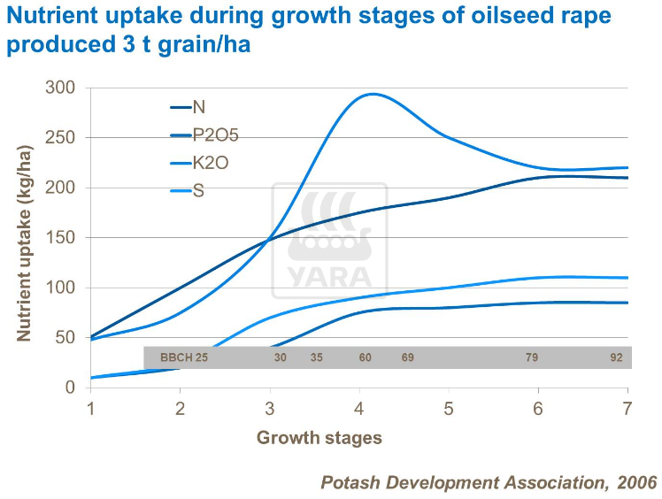 Absorption de nutriments durant les étapes de croissance du colza