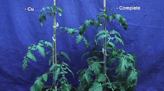 De rol van koper in de tomatenteelt