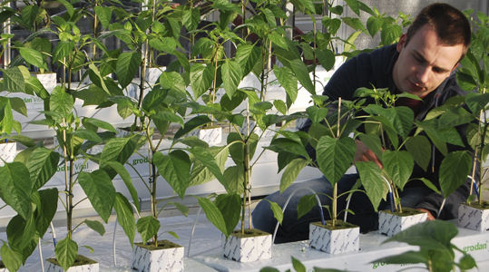 Résumé des éléments nutritifs chez le Poivron – Microéléments