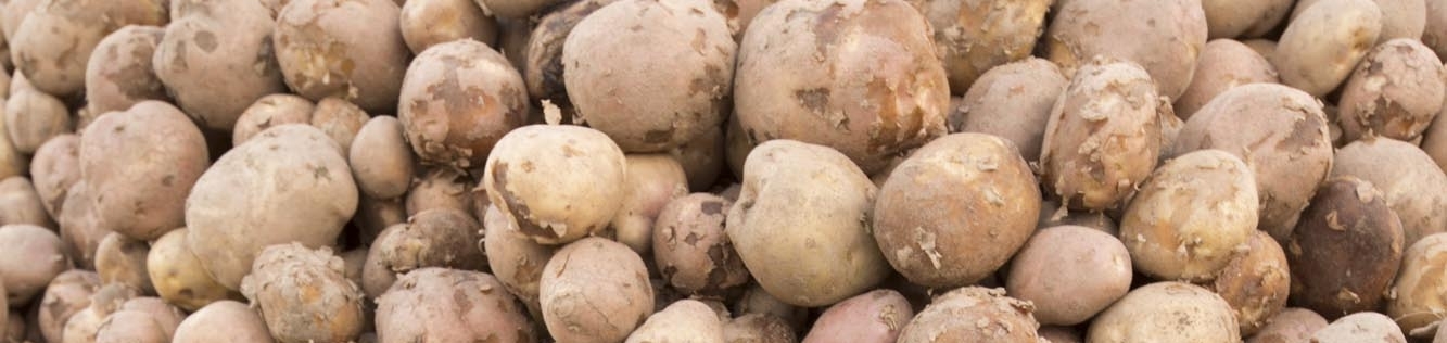 Gebreksverschijnselen in aardappelen