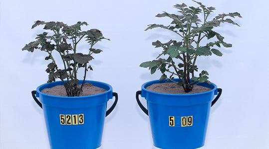 Les oligo-éléments préviennent les maladies