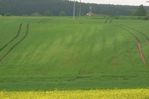Foto 1. Pleksgewijze mangaantekorten in het veld