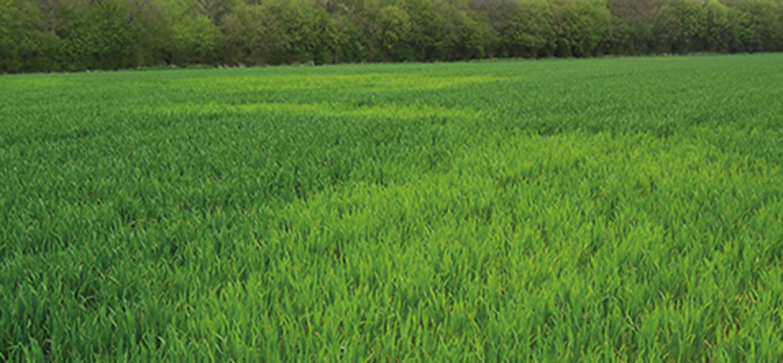 Zwavelbemesting en opbrengst