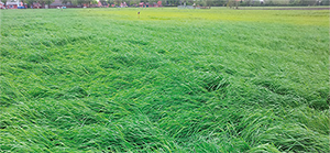 Zwavelbemesting en opbrengst