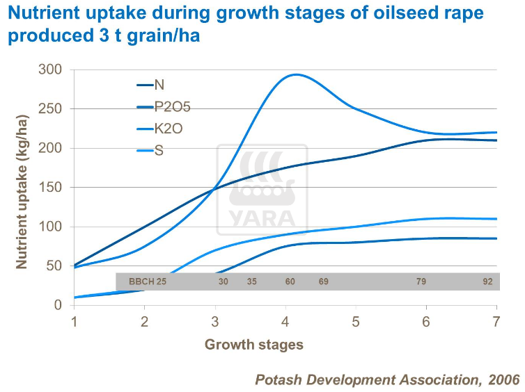 Absorption des nutriments durant les étapes de croissance du colza 