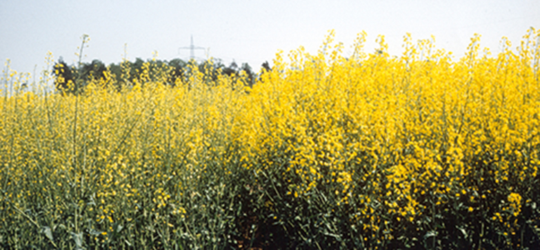 Zwavelbemesting en opbrengst