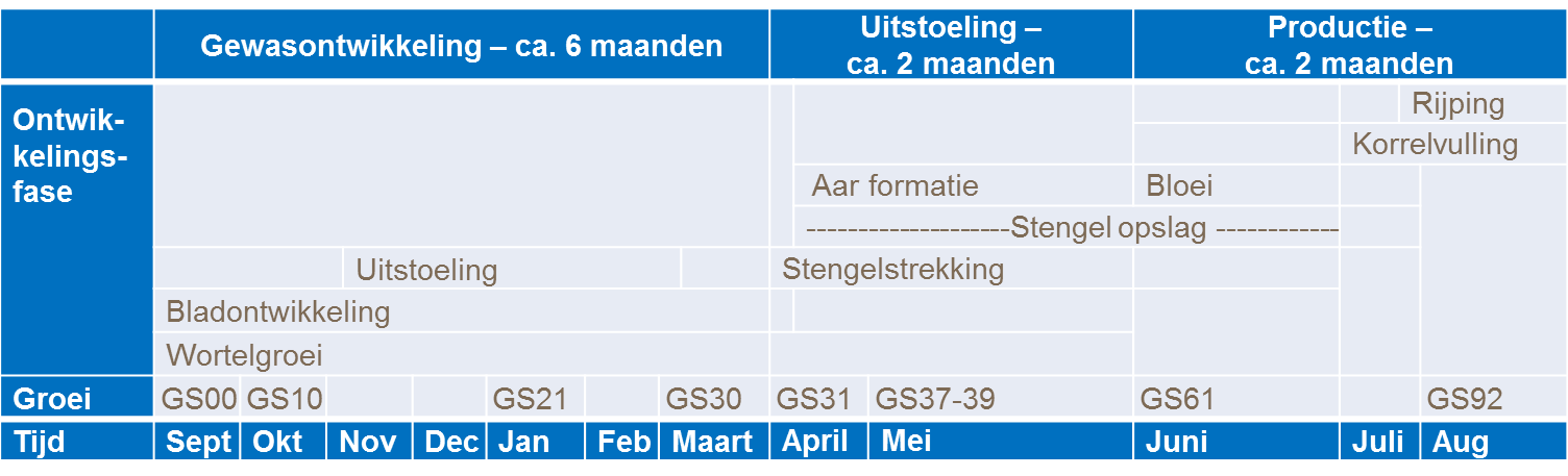 groei en ontwikkeling van tarwe