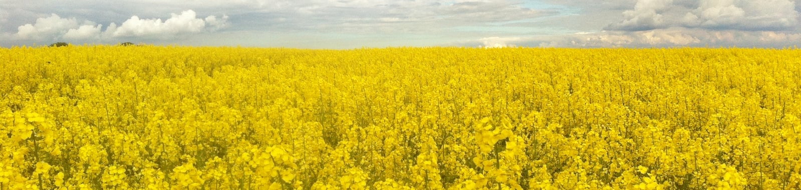 Variétés de colza