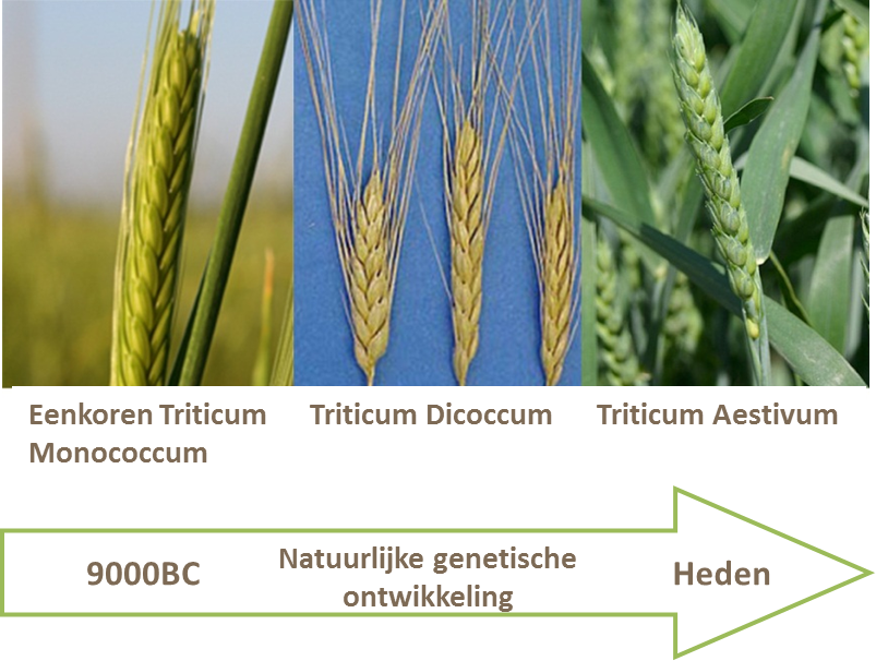 Historische tarwe ontwikkeling