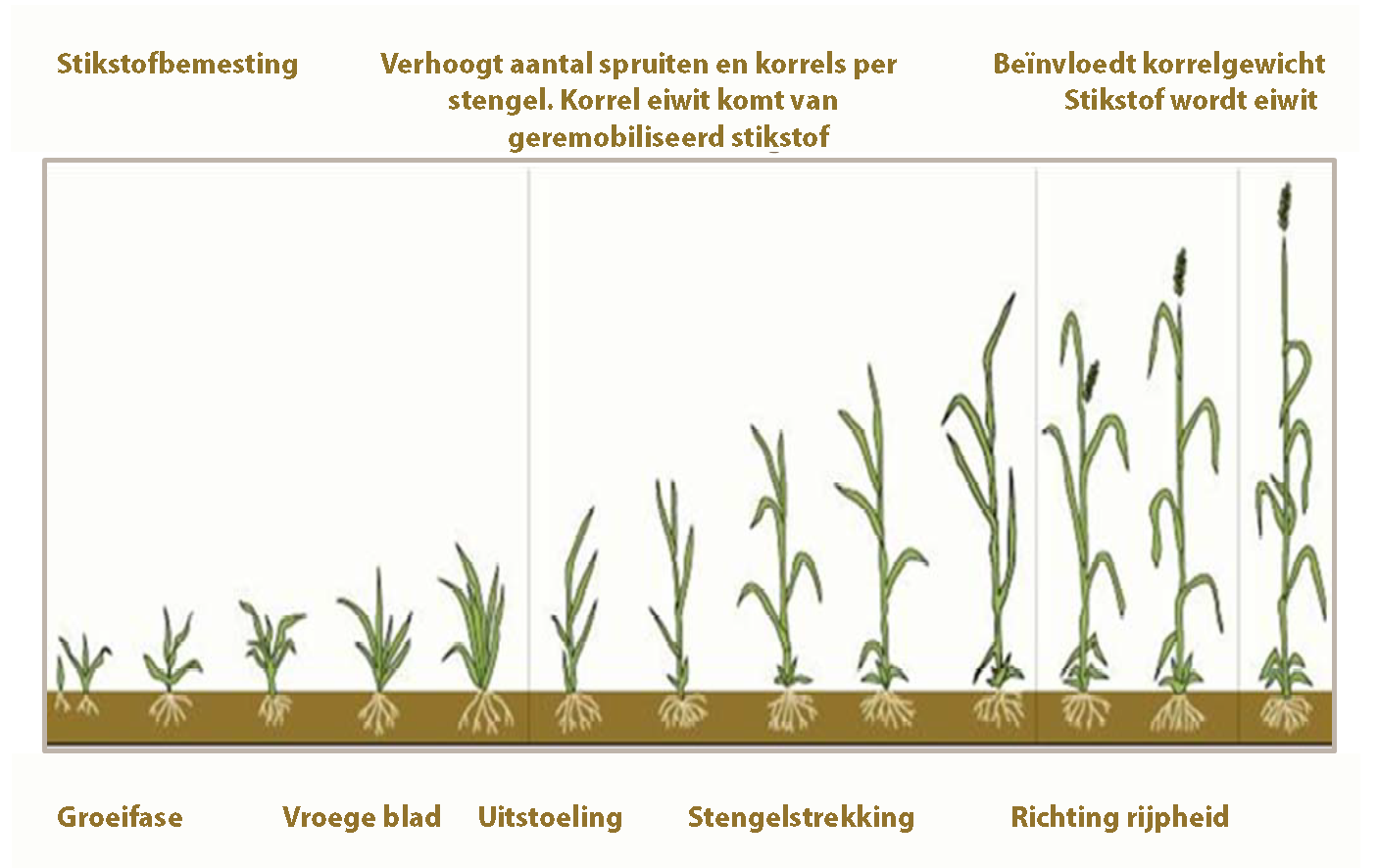 Tarwe groeistadia stikstof bemesting