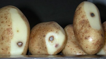 Stootblauw aardappelknollen bemesting