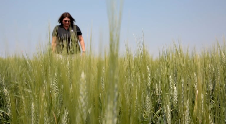 Zwavelgebrek (s) t.o.v. gezonde plant in tarwe