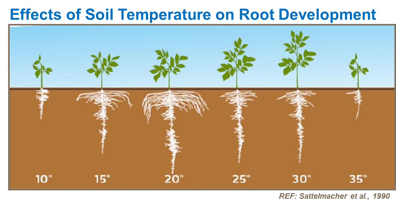 Effect bodemtemperatuur op wortelontwikkeling