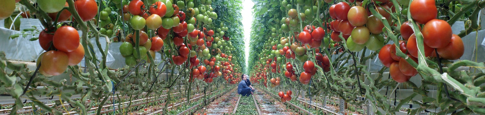 Kopergebrek t.o.v. optimum in tomaten