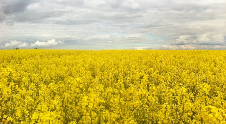 Variétés de colza