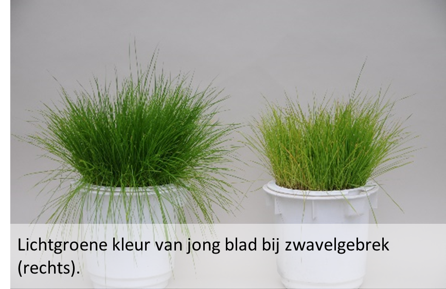 Afbeelding gras.png