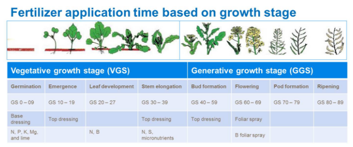 Temps de fertilisation en fonction des étapes de croissance 