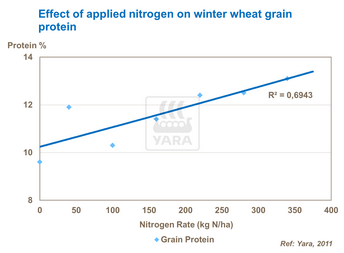 Effet de l'azote sur protéine du grain de blé d'hiver