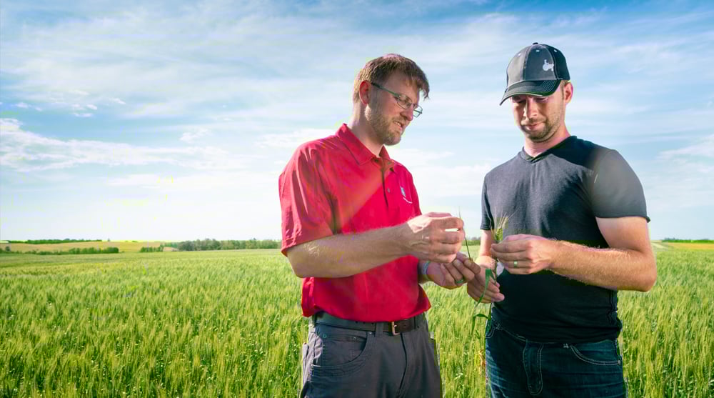 Le soufre joue un rôle clé dans l'absorption efficace de l'azote