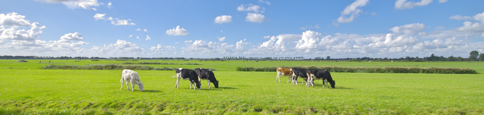 Koeien grazen in het veld