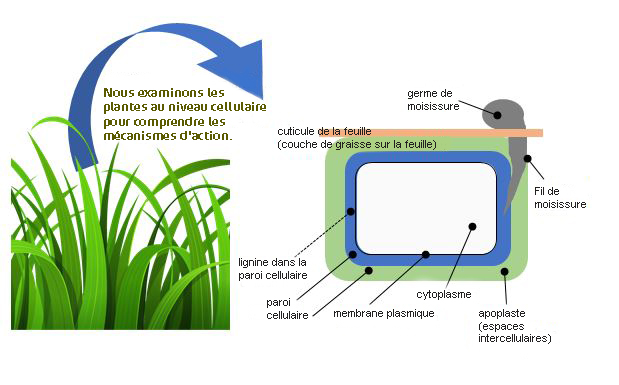Les oligo-éléments préviennent les maladies.jpg