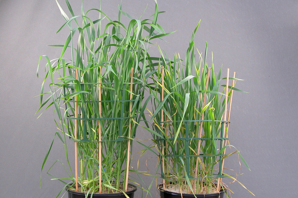 ActuelCultures 01 Carences dans le blé