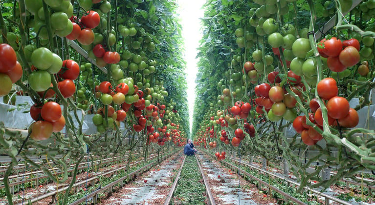 Fosfaatgebrek (p) in tomaten